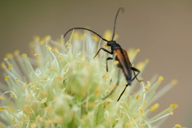 çiçek soğan bir hata ile