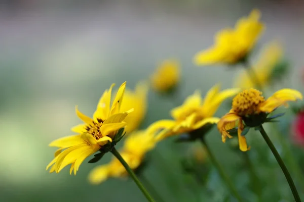Rudbeckia, flor amarilla en el jardín — Foto de Stock