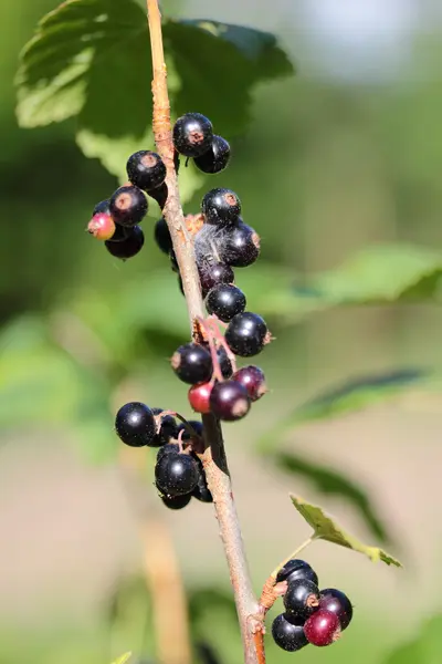 Grosella negra —  Fotos de Stock