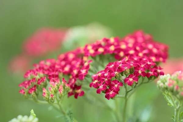 Milfoil rouge — Photo