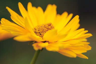 Rudbeckia, sarı çiçek bahçesinde