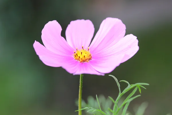 Cosmos de flores — Fotografia de Stock