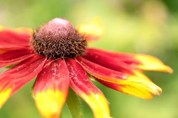 Rudbeckia, žlutá květina v zahradě — Stock fotografie