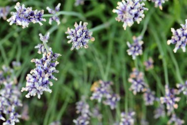 bahçede lavanta