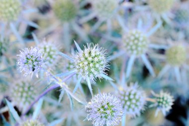 Eryngium ilerliyor