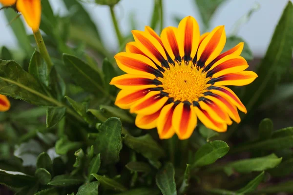 Pomarańczowy gazania — Zdjęcie stockowe