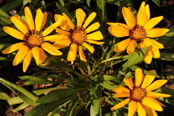 Pomarańczowy gazania — Zdjęcie stockowe