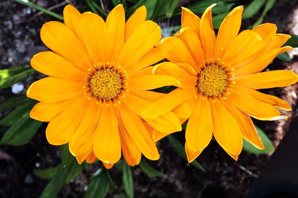 오렌지 gazania — 스톡 사진