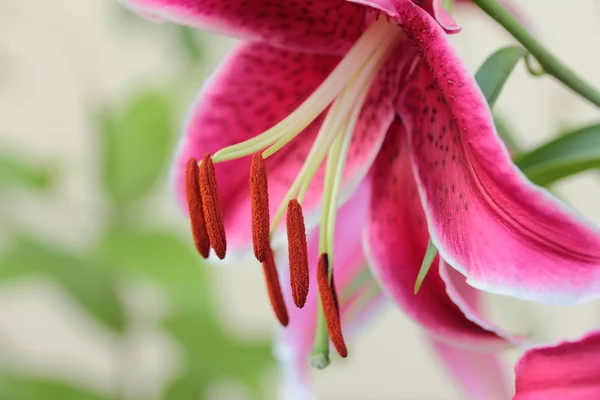 Flor de lirio rojo — Foto de Stock