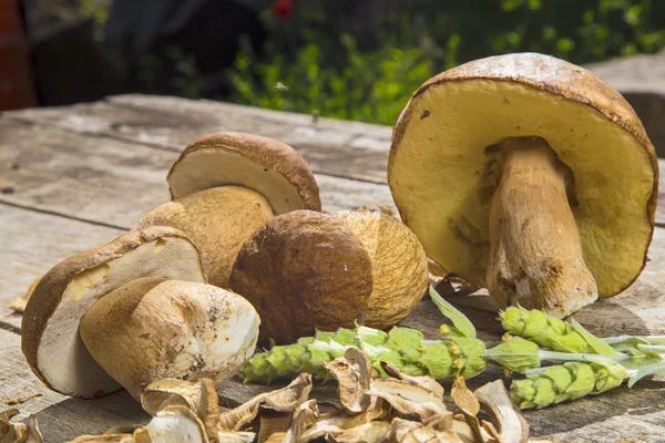 Boletus Edilus mushrooms on a wooden table - fresh and dried — Stock Photo, Image