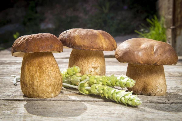 Boletus Edilus fresco apanha cogumelos em uma mesa de madeira — Fotografia de Stock