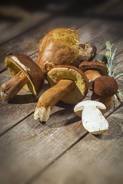 Fresh Boletus Edilus mushrooms on a wooden table — Stock Photo, Image