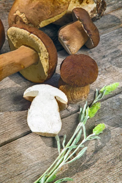 Färska Boletus Edilus champinjoner på ett träbord — Stockfoto