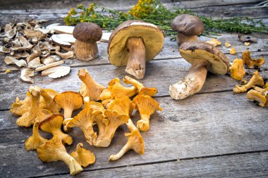 Çörek Edilus ahşap bir masa üzerinde - taze kurutulmuş mantar ve