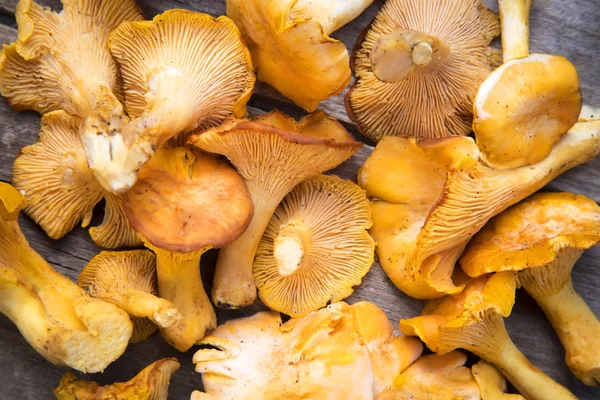 Cogumelos chanterelle frescos — Fotografia de Stock