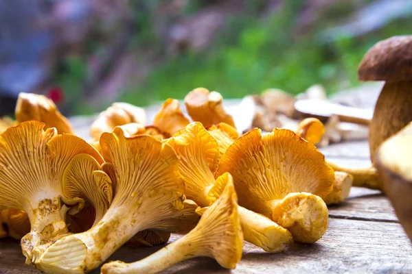 Cogumelos Chanterelle e Boletus Edilus frescos — Fotografia de Stock