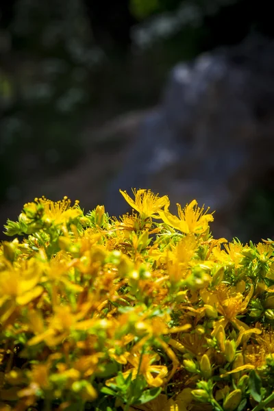 Flor amarilla de hierba silvestre de San Juan sobre un fondo borroso —  Fotos de Stock