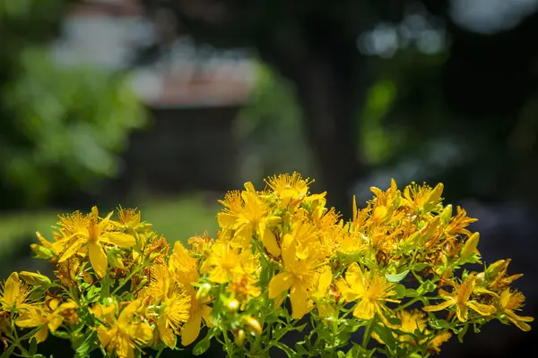 Fioritura gialla di erba selvatica di San Giovanni su un fondoschiena sfocato — Foto Stock
