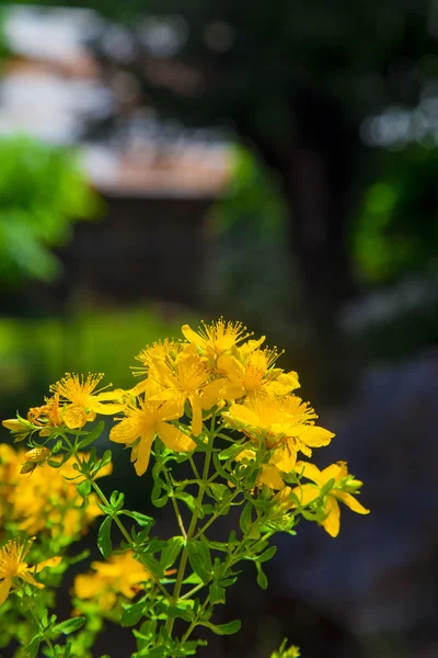 Yellow blossom of wild Saint Johns wort  on a blurred backgroun — Stock Photo, Image