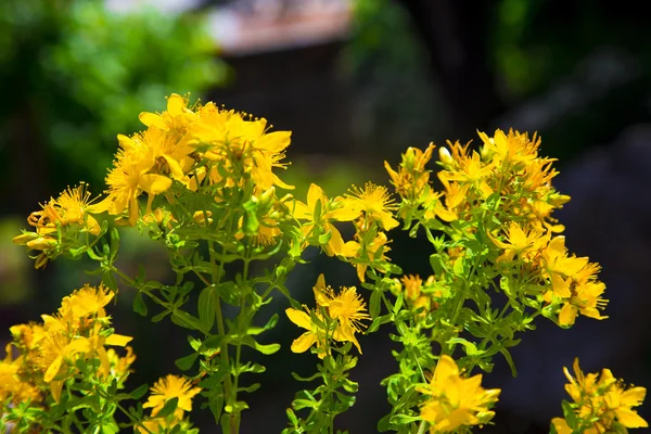Fioritura gialla di erba selvatica di San Giovanni su un fondoschiena sfocato — Foto Stock