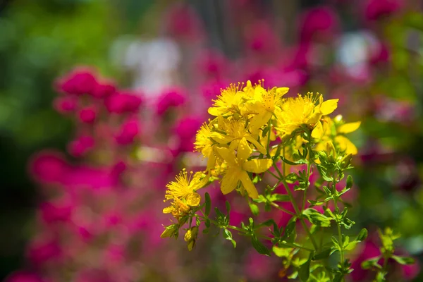 Gelbe Blüte von wildem Johanniskraut auf verschwommenem Hintergrund — Stockfoto