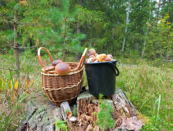 Fresh Boletus edulis in a forest. — Stock Photo, Image