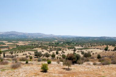 Cretan landscape with olive trees. Greece.