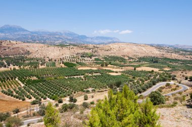 Cretan rural landscape with olive trees.