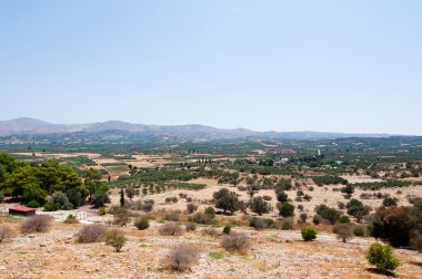 Cretan landscape with olive trees. Crete, Greece.