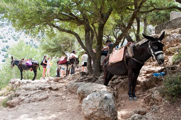 CRETE-JULY 21: The Cave of Zeus and donkey on July 21,2014 on the Crete island in Greece. — Stock Photo, Image