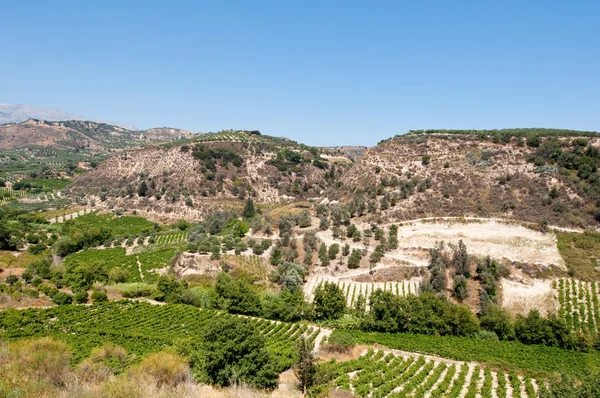 Kretische ländliche Landschaft mit Olivenbäumen. Betoninsel, Griechenland. — Stockfoto