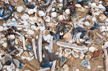 Manş sahilde deniz kabuklarını. Normandy, Fransa.