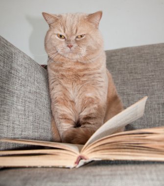 Kanepe ve kitap Britanya ile ilgili stenografi.