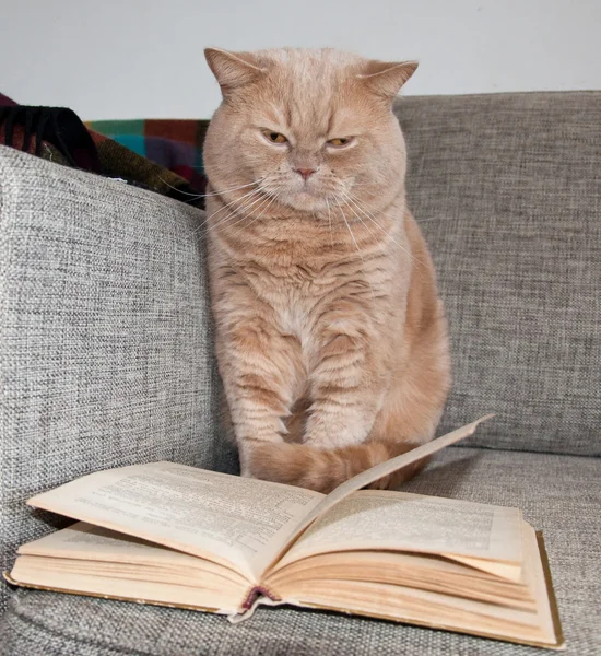 The British Shorthair looks at the book on the sofa. — Stock Photo, Image