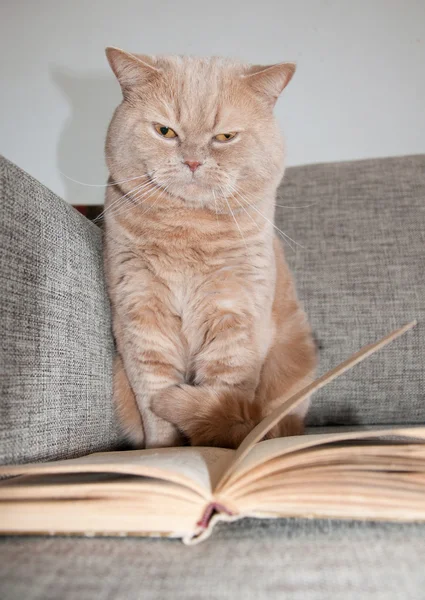 The British Shorthair on the sofa and the book. — Stock Photo, Image