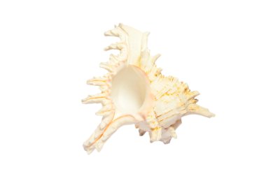 Beyaz arka plan üzerinde boş güzel deniz kabuğu.