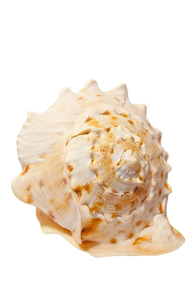 Sea shell isolated on white background. — Stock Photo, Image