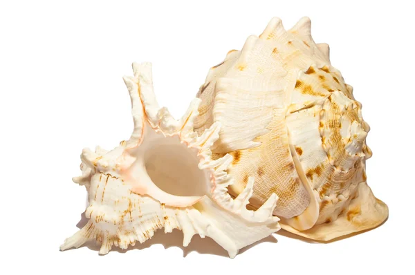 Empty seashells on white background. — Stock Photo, Image