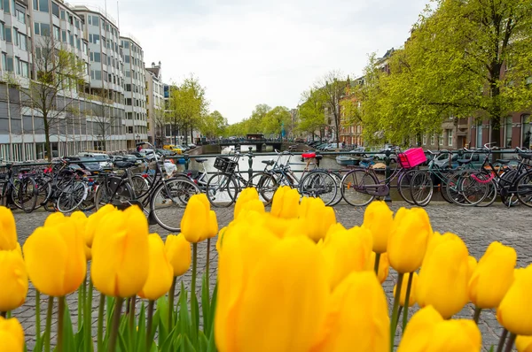 Amsterdam met tulpen en fietsen op de achtergrond, Nederland. — Stockfoto