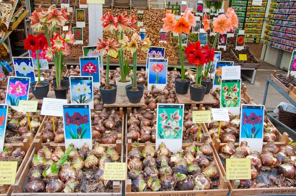 Tienda ofrece un montón de bulbos de plantas de interior en el mercado de flores de Amsterdam, los Países Bajos . Imágenes de stock libres de derechos