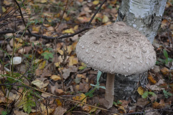 Wilde Pilze — Stockfoto