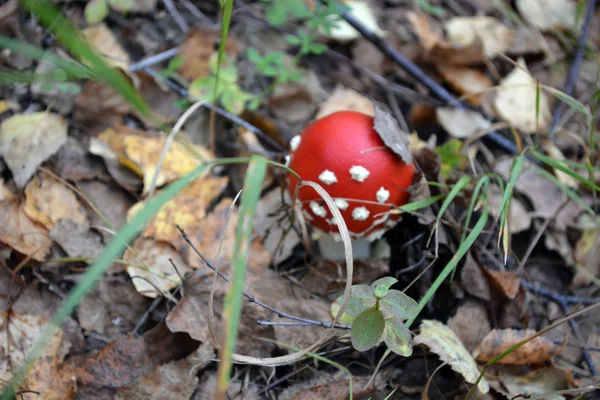 Дикорослі гриби — стокове фото