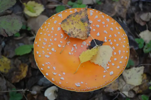 Funghi selvatici — Foto Stock