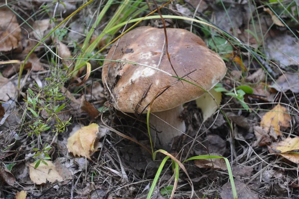 Wild mushrooms — Stock Photo, Image