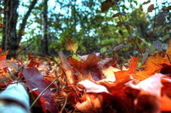 Folhas de queda — Fotografia de Stock