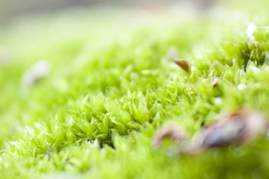 Makro yosun yaprağı