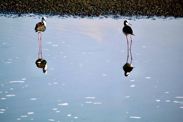 Himantopus Melanurus Pernilongo Costas Brancas Urban Environment — 图库照片