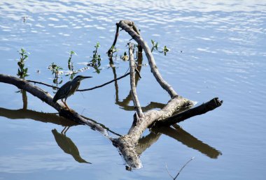 Kentsel çevrede su kuşları