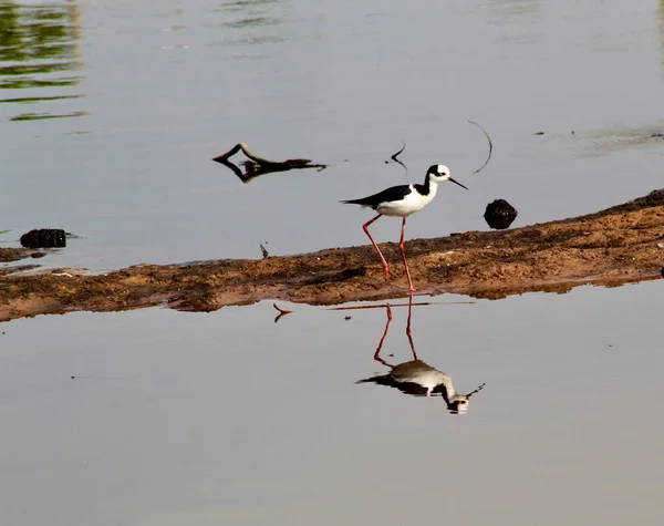 Himantopus Melanurus Pernilongo Costas Brancas Nell Ambiente Urbano — Foto Stock