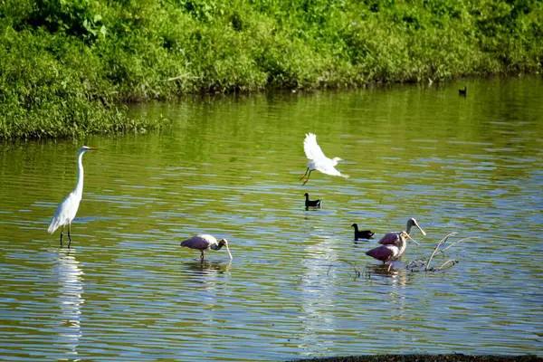 Wasservögel Der Städtischen Umgebung — Stockfoto
